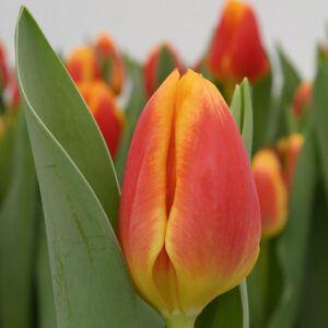 Single red/yellow tulip Carpe Diem