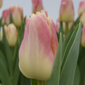 Single tulip creme/pink Chica Dura