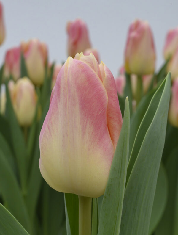 Single tulip creme/pink Chica Dura