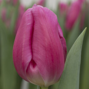 Single pink tulip Dream Dance