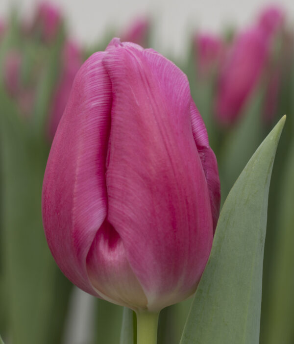 Single pink tulip Dream Dance