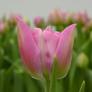 Double pink tulip Dressing