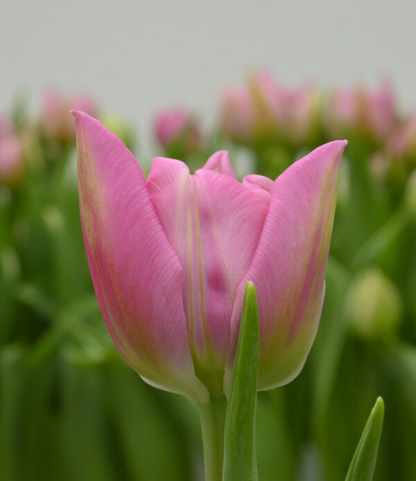 Double pink tulip Dressing