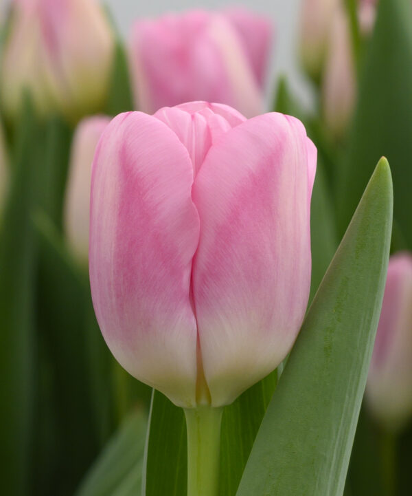 Single pink tulip Dutch Delight