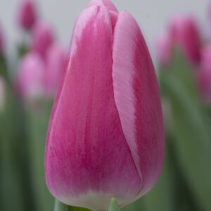 Single purple tulip Dutch Delight