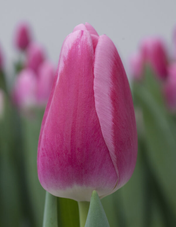Single purple tulip Dutch Delight