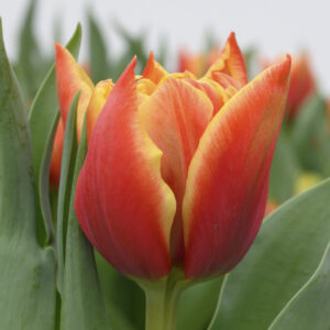 Single red/yellow tulip edition
