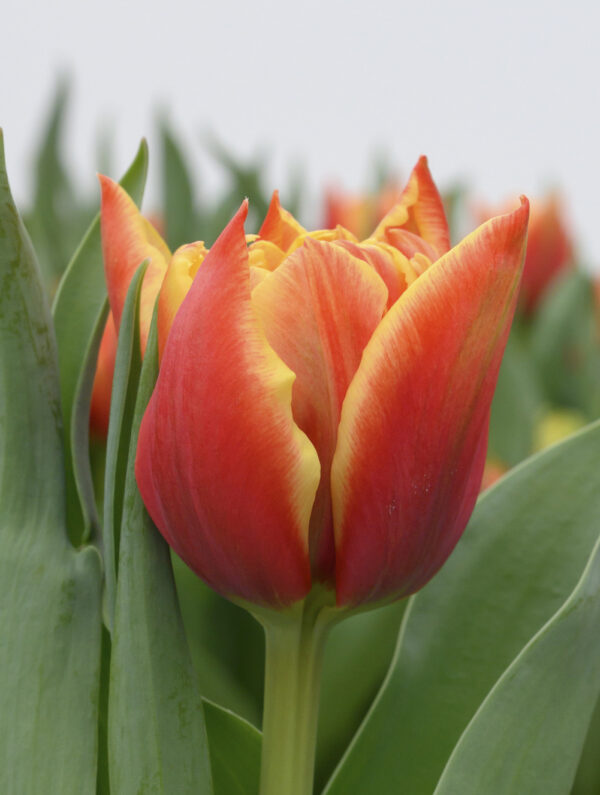 Single red/yellow tulip edition