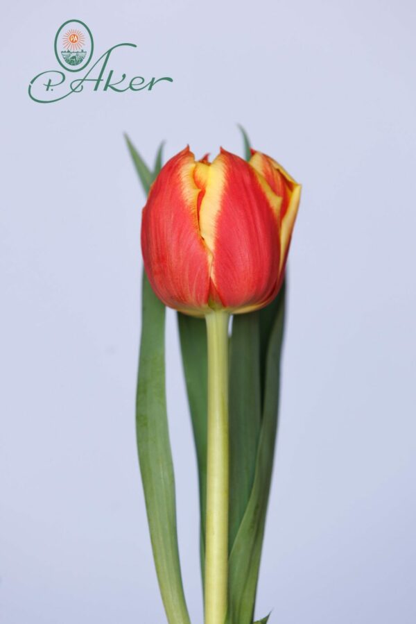 Double Red/Yellow tulip Edition