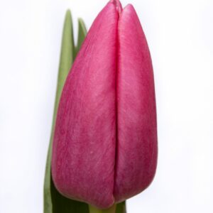 Single pink tulip Expression
