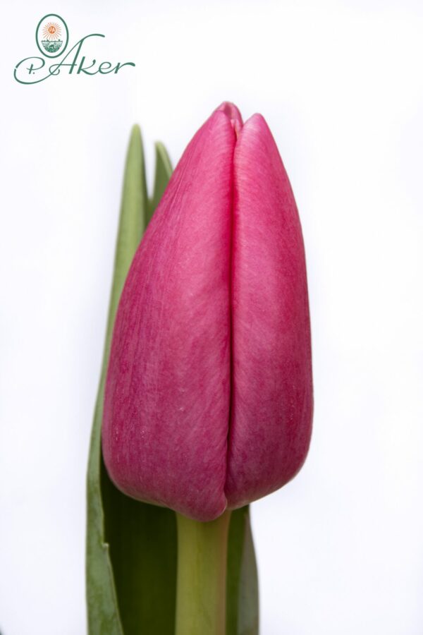 Single pink tulip Expression