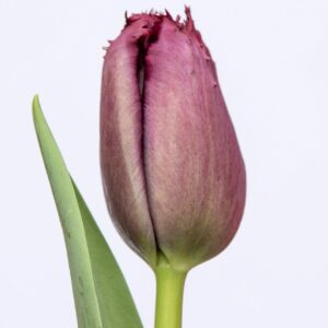 Single purple tulip Gorilla