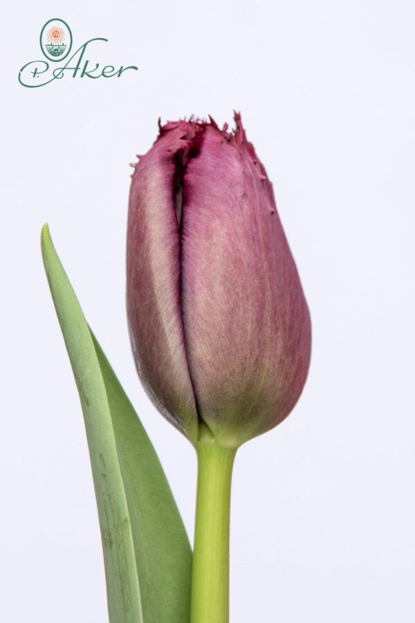 Single purple tulip Gorilla