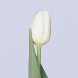 Single white tulip Ice Rif