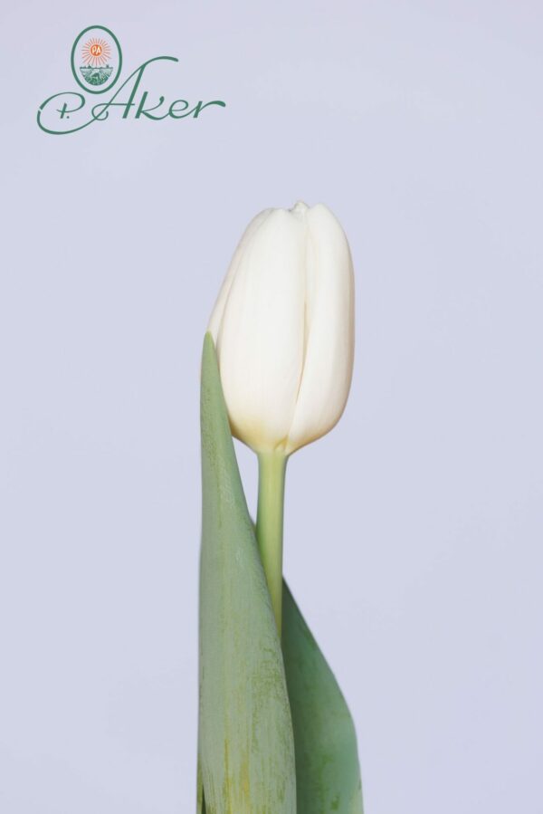 Single white tulip Ice Rif