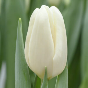 Single white tulip Ice Rif