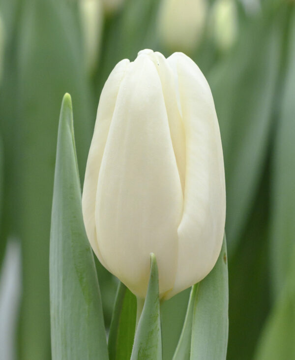 Single white tulip Ice Rif