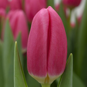 Single pink tulip Pink Sky