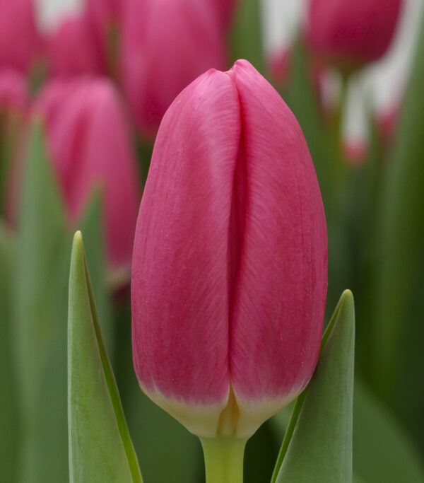 Single pink tulip Pink Sky