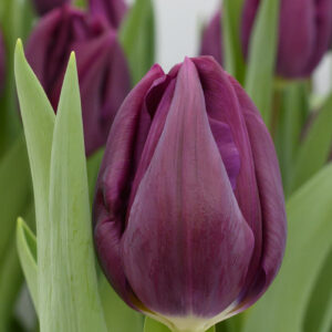 Single dark purple tulip with green leaves