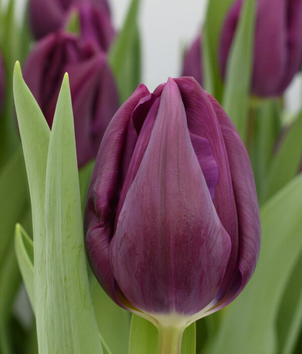 Single dark purple tulip with green leaves