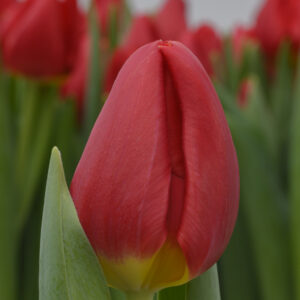 Single red tulip Red Stone
