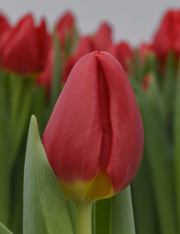 Single red tulip Red Stone