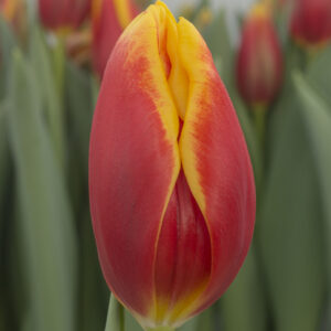 Single red/yellow tulip Rockfire