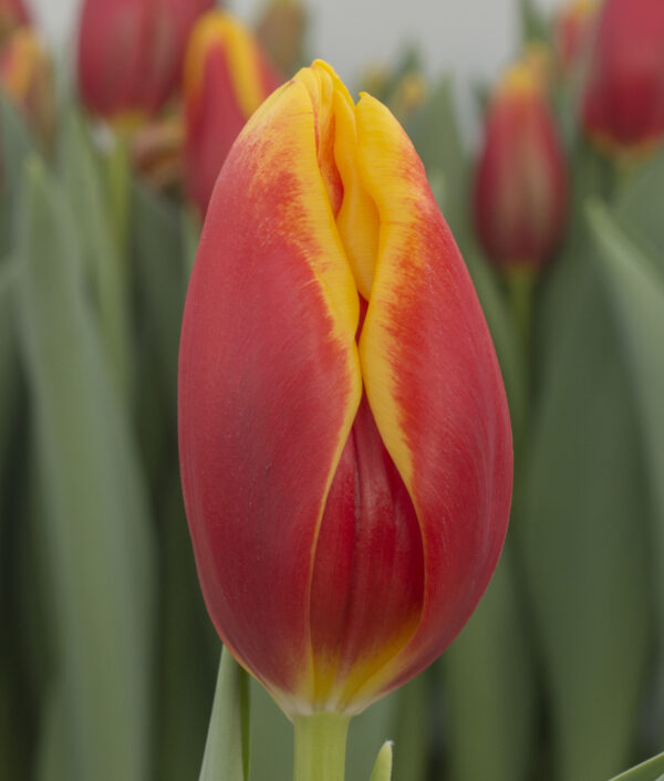 Single red/yellow tulip Rockfire