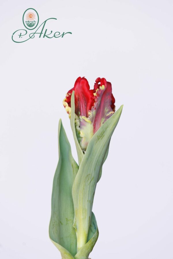 Single red parrot tulip Seadov Parrot
