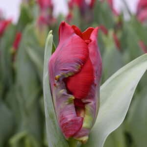 Single red/flamed Tulip in bud Seadov Parrot