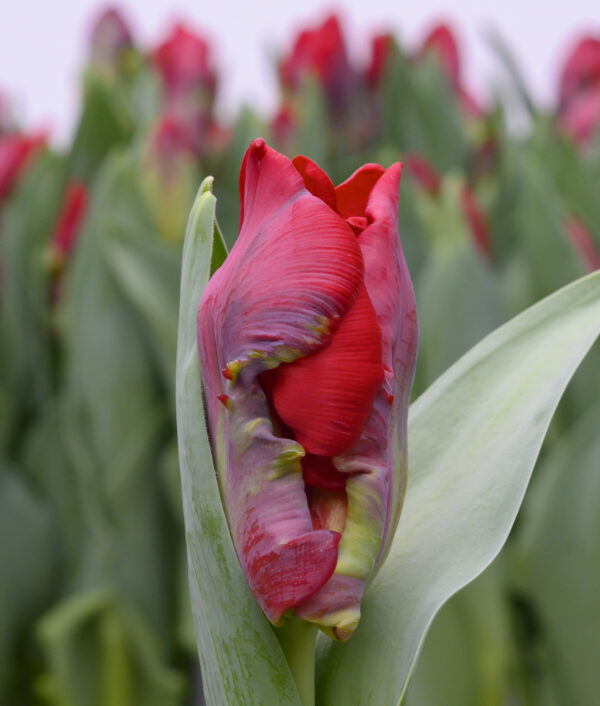 Single red/flamed Tulip in bud Seadov Parrot