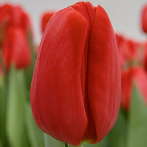 Single red tulip Spot On