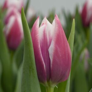 Single pink/white tulip with green leaves