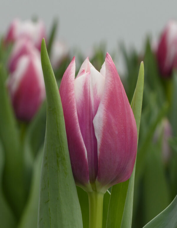Single pink/white tulip with green leaves