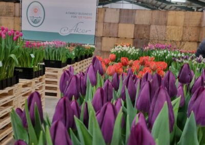 Tulip Trade Event 2024