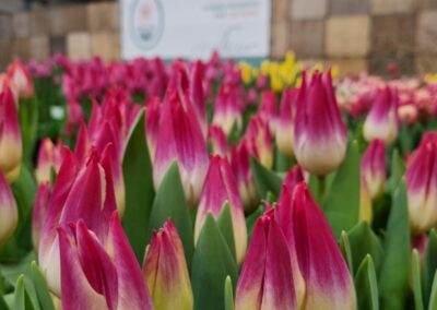 Tulip Trade Event 2024