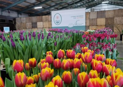 Tulip Trade Event 2024