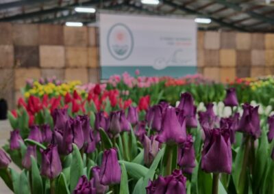 Tulip Trade Event 2024