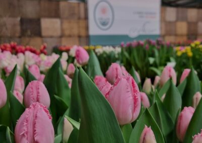 Tulip Trade Event 2024