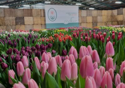 Tulip Trade Event 2024