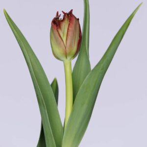 Single dark purple tulip with green leaves