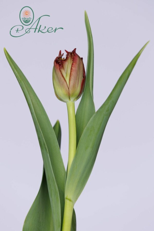 Single dark purple tulip with green leaves