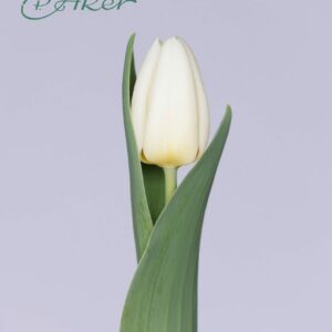 Single white tulip with green leaves