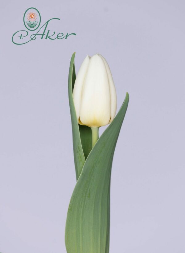 Single white tulip with green leaves