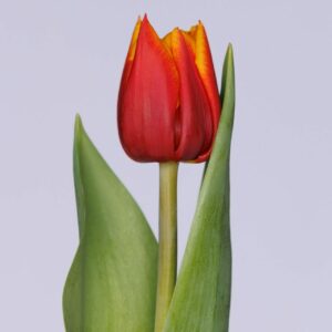 Single red/Yellow tulip with 2 green leaves