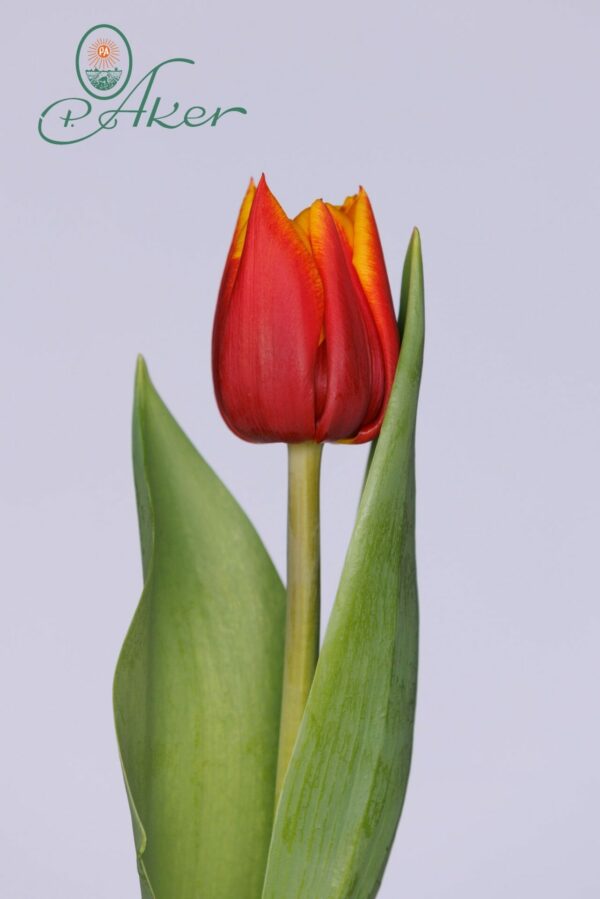 Single red/Yellow tulip with 2 green leaves