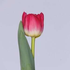 Single pink tulip with one green leave