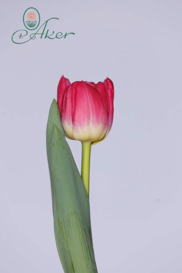 Single pink tulip with one green leave