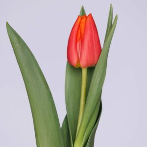 Orange single tulip with green leaves